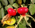 Red ripe canker-rose Royalty Free Stock Photo