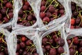 Red ripe cherries being bagged for shipment in a fruit packaging warehouse to market Royalty Free Stock Photo