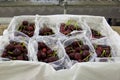 Red ripe cherries being bagged for shipment in a fruit packaging warehouse to market Royalty Free Stock Photo