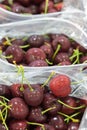 Red ripe cherries being bagged for shipment in a fruit packaging warehouse to market Royalty Free Stock Photo