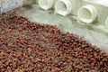 Red ripe cherries being washing in a fruit packing warehouse Royalty Free Stock Photo