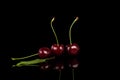 Red ripe cherries on black background. Royalty Free Stock Photo