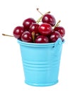 Red ripe cherries in blue bucket isolated on white background, c Royalty Free Stock Photo