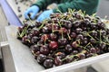 Red ripe cherries in a fruit packing warehouse