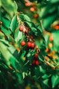 Red ripe cherries hanging on a tree branch Royalty Free Stock Photo