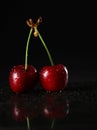 Red ripe cherries on a stalk Royalty Free Stock Photo