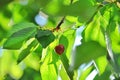 Red ripe cherries on the tree Royalty Free Stock Photo