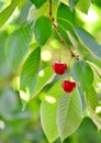 Red ripe cherries on the tree Royalty Free Stock Photo