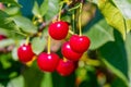 Red ripe cherries on a tree close up Royalty Free Stock Photo