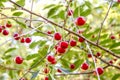 Red ripe cherries on a tree in a garden Royalty Free Stock Photo