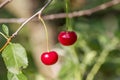 Red ripe cherries on a tree in a garden Royalty Free Stock Photo