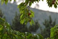 Ripe cherries on a tree in the rain Royalty Free Stock Photo