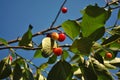 Red ripe cherry berries on branch with green leaves, blue sky Royalty Free Stock Photo