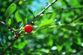 Red ripe cherry berries on branch with green leaves Royalty Free Stock Photo