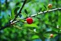 Red ripe cherry berries on branch with green leaves, blurry background Royalty Free Stock Photo