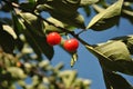 Red ripe cherry berries on branch with green leaves, close up detail, sky background Royalty Free Stock Photo