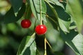 Red ripe cherry berries on a tree branch with green leaves Royalty Free Stock Photo