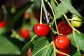 Red ripe cherry berries on a tree branch with green leaves Royalty Free Stock Photo