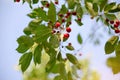 Red Ripe Cherry Berries. Royalty Free Stock Photo