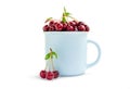 Red ripe cherry in a blue mug and three berries, front view. Sweet tasty fruits with water droplets in a cup isolated on white. Royalty Free Stock Photo
