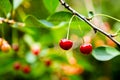 Red ripe cherry