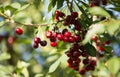 Red ripe cherry on a branch of a tree Royalty Free Stock Photo