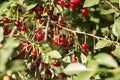 Red ripe cherry on a branch of a tree Royalty Free Stock Photo