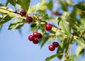 Red ripe cherry on a branch of a tree Royalty Free Stock Photo
