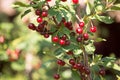 Red ripe cherry on a branch of a tree Royalty Free Stock Photo