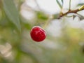 Red ripe cherry on a branch of a tree Royalty Free Stock Photo