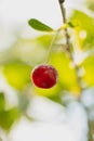 Red ripe cherry on a branch of a tree Royalty Free Stock Photo