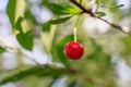 Red ripe cherry on a branch of a tree Royalty Free Stock Photo