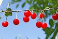 Red ripe cherry fruits on a twig Royalty Free Stock Photo