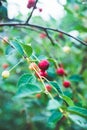 Red ripe cherry in the garden