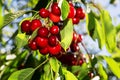 Cherry growing on a branch against a blue sky background Royalty Free Stock Photo