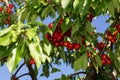 Cherry growing on a branch against a blue sky background Royalty Free Stock Photo