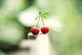 Red ripe cherry with leaves in drops of water on a beautiful blurred bokeh background. Outdoors. Soft selective focus Royalty Free Stock Photo