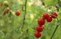 Red Ripe Cherry Tomato Growing in Garden Royalty Free Stock Photo