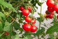 Red ripe cherry tomatoes on a branch on green leaves background.Close up.ÃÂ¡oncept of useful vitamin organic food, growing and Royalty Free Stock Photo