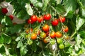 Red ripe cherry tomatoes grown in greenhouse. Ripe tomatoes are on the green foliage background, hanging on the vine of a tomato Royalty Free Stock Photo