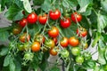 Red ripe cherry tomatoes grown in greenhouse. Ripe tomatoes are on the green foliage background, hanging on the vine of a tomato Royalty Free Stock Photo