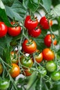 Red ripe cherry tomatoes grown in greenhouse. Ripe tomatoes are on the green foliage background, hanging on the vine of a tomato Royalty Free Stock Photo