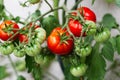 Red ripe cherry tomatoes grown in greenhouse. Ripe tomatoes are on the green foliage background, hanging on the vine of a tomato Royalty Free Stock Photo