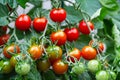 Red ripe cherry tomatoes grown in greenhouse. Ripe tomatoes are on the green foliage background, hanging on the vine of a tomato Royalty Free Stock Photo