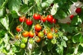 Red ripe cherry tomatoes grown in greenhouse. Ripe tomatoes are on the green foliage background, hanging on the vine of a tomato Royalty Free Stock Photo