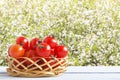 Red ripe cherry tomatoes on wicker basket in outdoor. Wooden table with fresh vegetables on background of cherry trees. Side view. Royalty Free Stock Photo