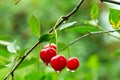 Red ripe cherry on a tree Royalty Free Stock Photo