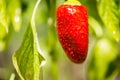 Red ripe chili bell pepper plant Royalty Free Stock Photo