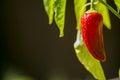 Red ripe chili bell pepper plant Royalty Free Stock Photo