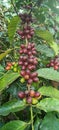 Red ripe coffee beans, cattura coffee, geisha coffee, Boquete Panama